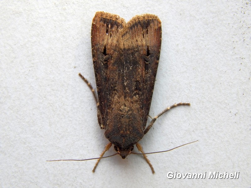 Noctuidae da determinare - Agrotis ipsilon